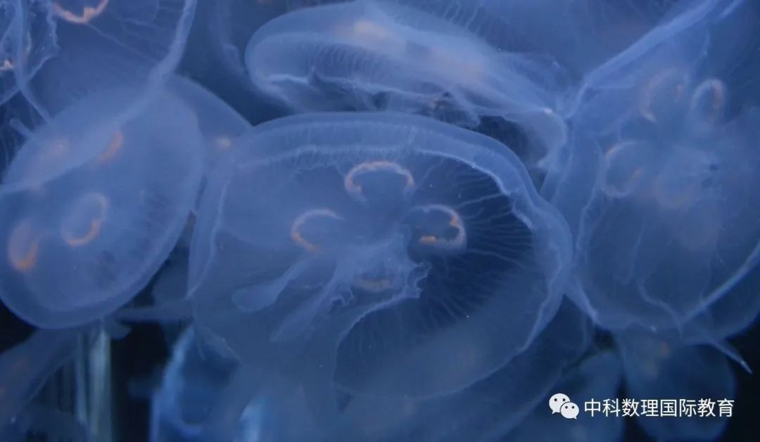 美国生物竞赛介绍