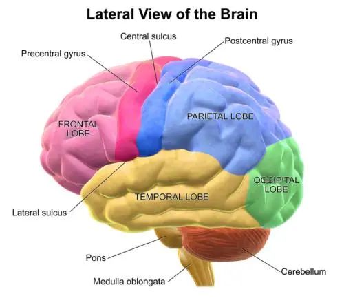 学生物的学生都在关注的Brainbee脑科学大赛究竟是什么？