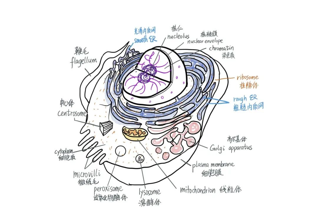 AP生物难拿5分？别怕，考前冲刺指南来了！