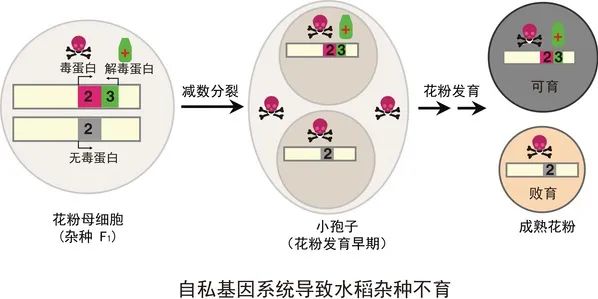 科研项目学员笔记分享：水稻籼稻知识点