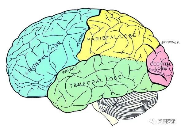 顶级大学生化医学专业申请利器，英国生物竞赛全解析——BBO, Brain Bee, iGEM竞赛题目解析及辅导！