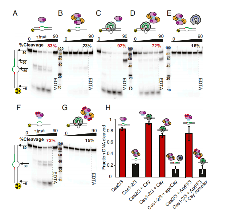 文献分享 | PNAS: Cas1–2/3复合物的结构及调节作用