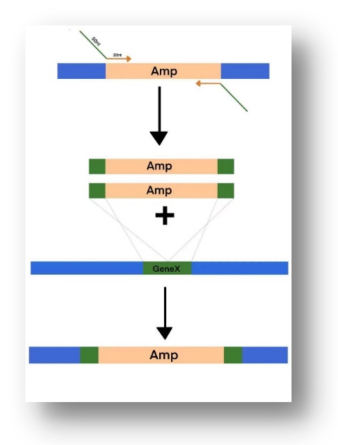 iGEM赛事回顾5 | Worldshaper-HZBIOX 队通过研究精氨酸益生菌，助力结肠癌的免疫治疗