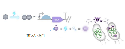 课题 | SALVAGE-厦门大学2021年iGEM项目