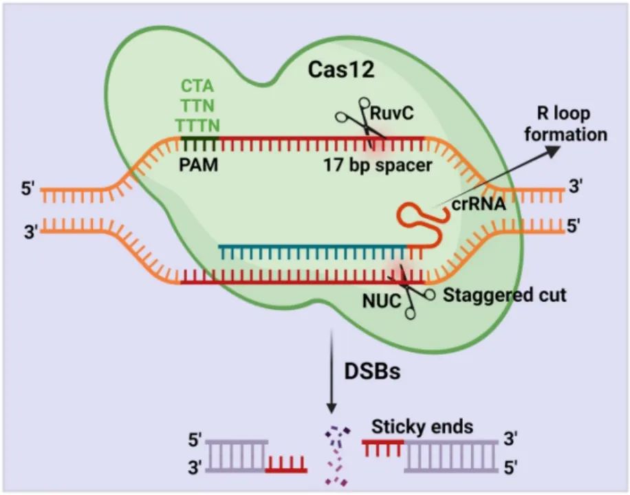 iGEM宇宙营课题分享之诺奖技术CRISPR