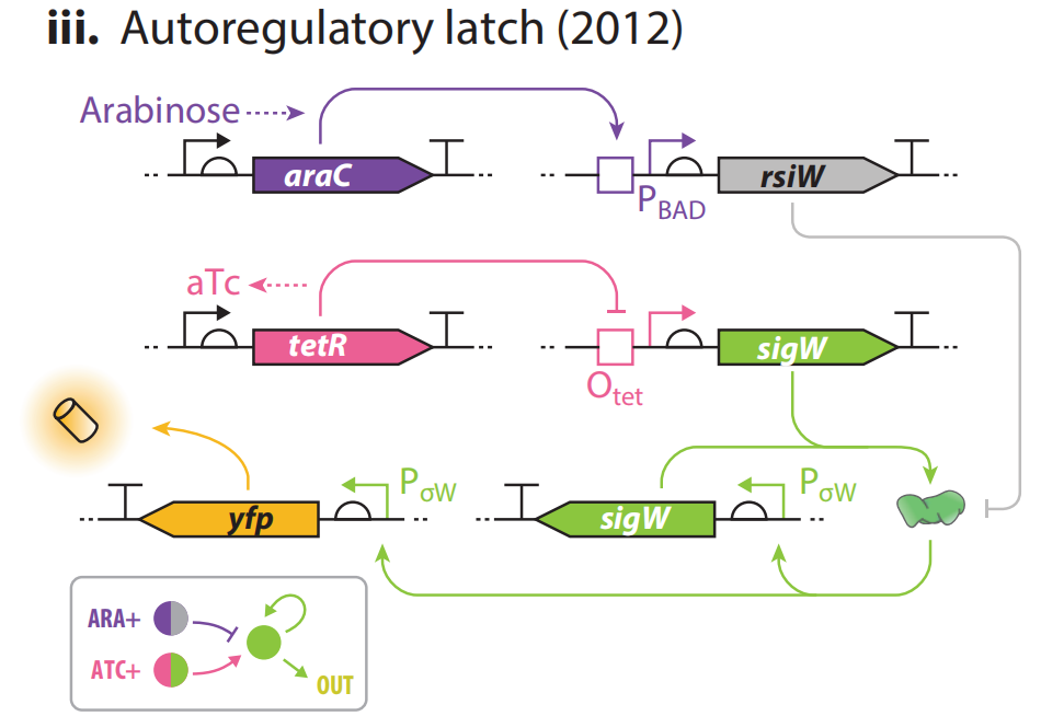 文献分享——Synthetic Biology Within the Operon Model and Beyond（1）