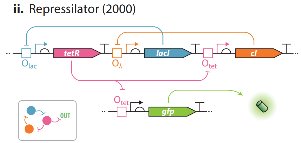 文献分享——Synthetic Biology Within the Operon Model and Beyond（1）