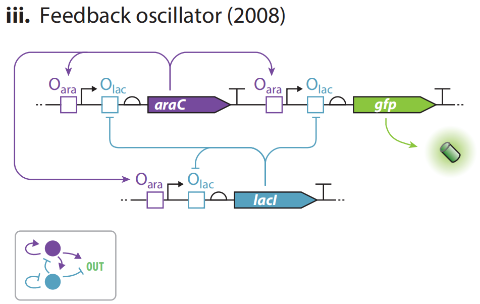 文献分享——Synthetic Biology Within the Operon Model and Beyond（1）