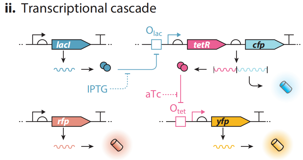 文献分享——Synthetic Biology Within the Operon Model and Beyond（1）