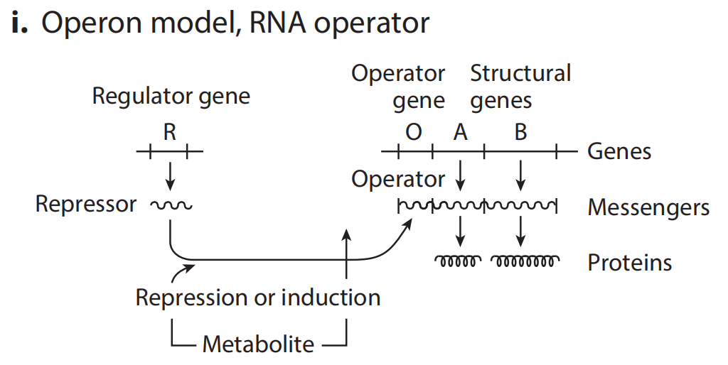 文献分享——Synthetic Biology Within the Operon Model and Beyond（1）