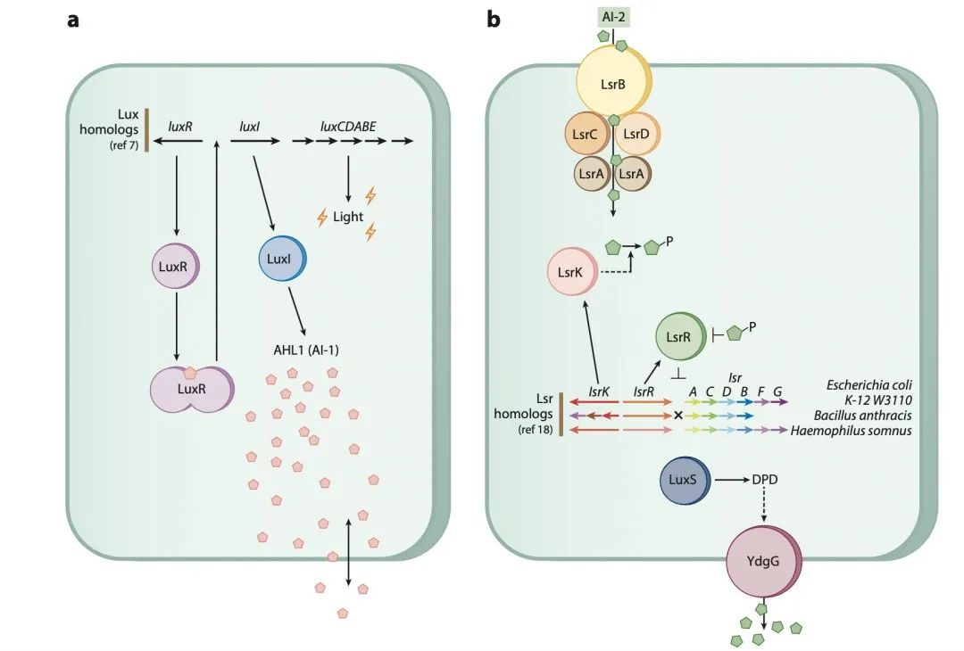 文献分享——Quorum Sensing Communication