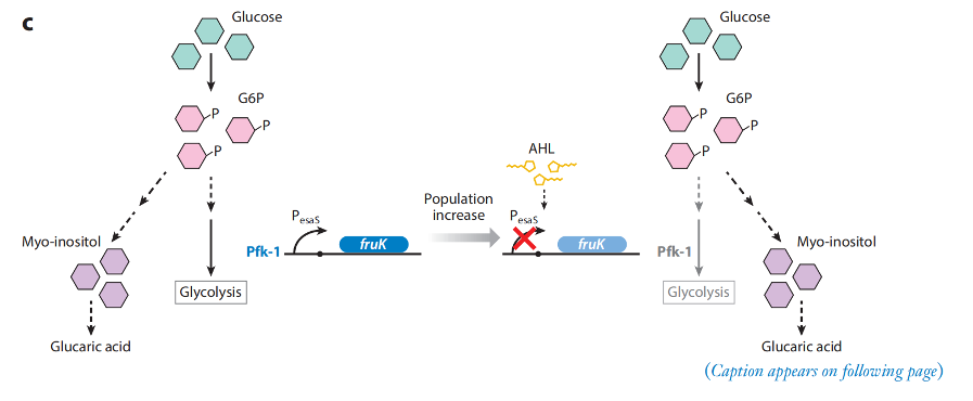 文献分享——Quorum Sensing Communication