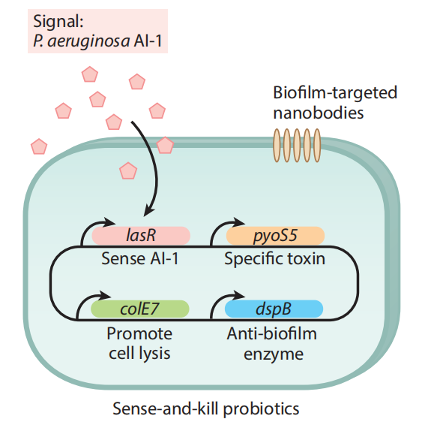 文献分享——Quorum Sensing Communication