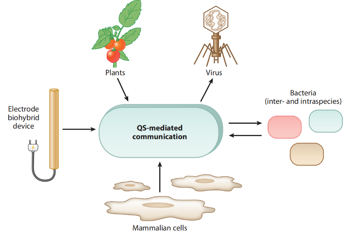 文献分享——Quorum Sensing Communication