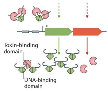 文献分享——Biology and evolution of bacterial toxin-antitoxin systems