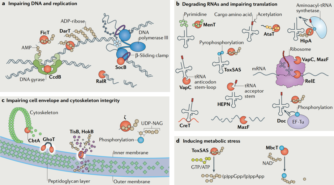 文献分享——Biology and evolution of bacterial toxin-antitoxin systems