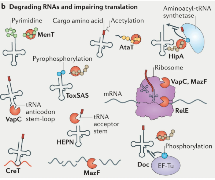 文献分享——Biology and evolution of bacterial toxin-antitoxin systems