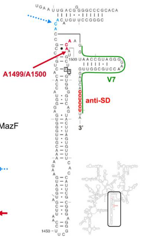 文献分享——Biology and evolution of bacterial toxin-antitoxin systems