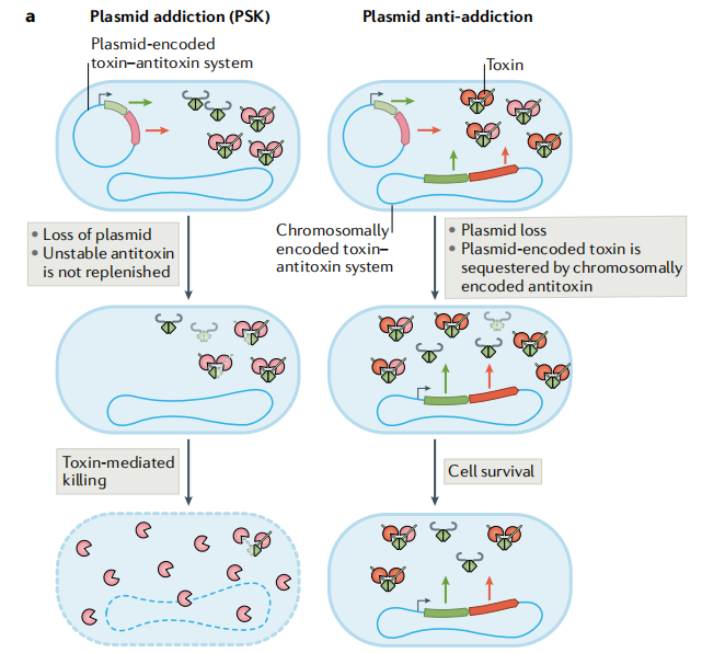 文献分享——Biology and evolution of bacterial toxin-antitoxin systems