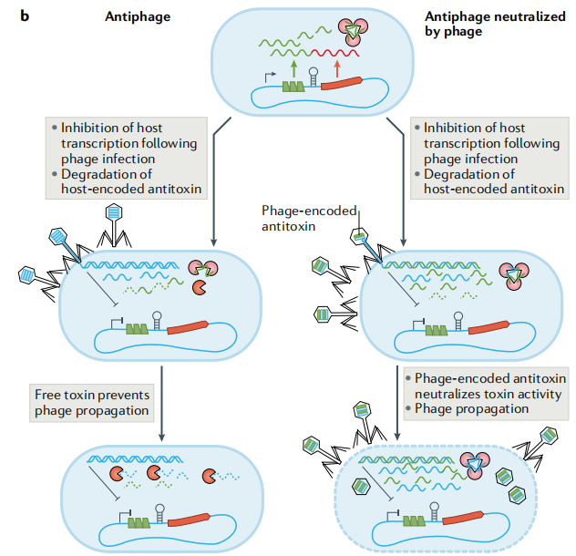 文献分享——Biology and evolution of bacterial toxin-antitoxin systems