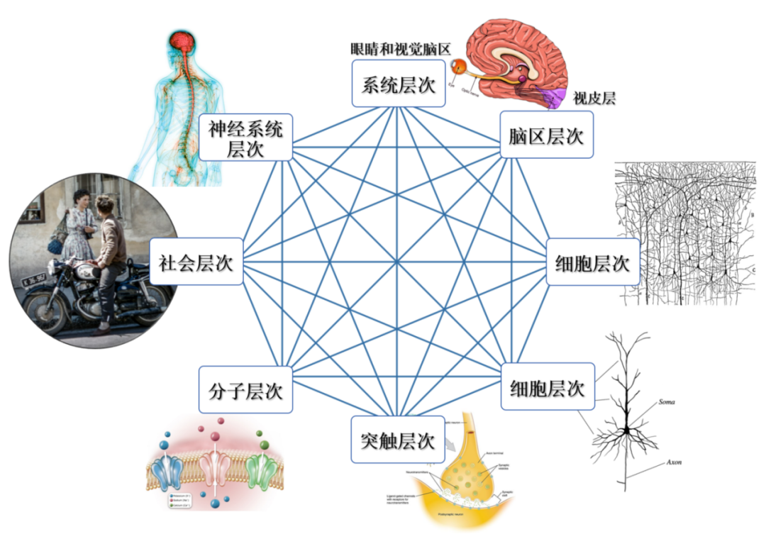 【科学|研究】脑科学与AI交叉领域中的开放问题及预测