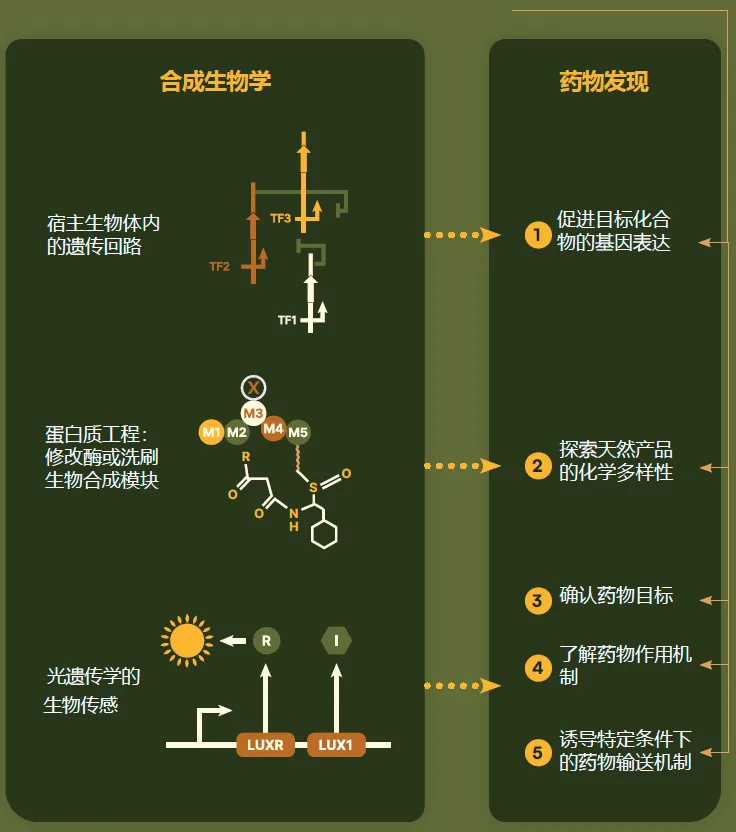 SquirrelHub | 从“格物”到“造物”，合成生物学何以进击蓝海产业？