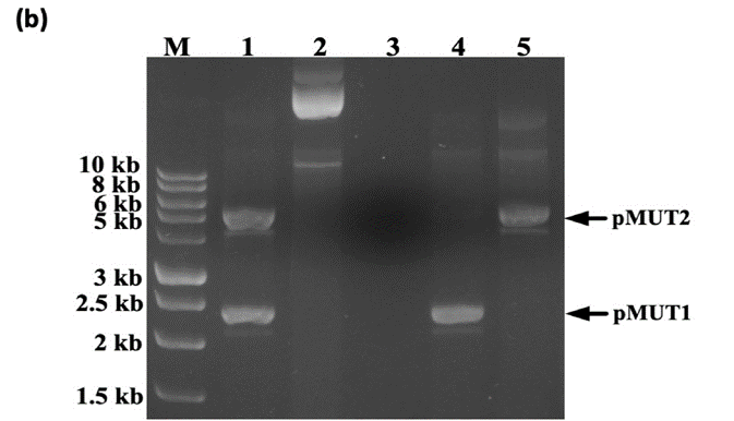 文献分享 | CRISPR/Cas9:一种消除野生大肠杆菌Nissle 1917中两个隐性质粒的方法