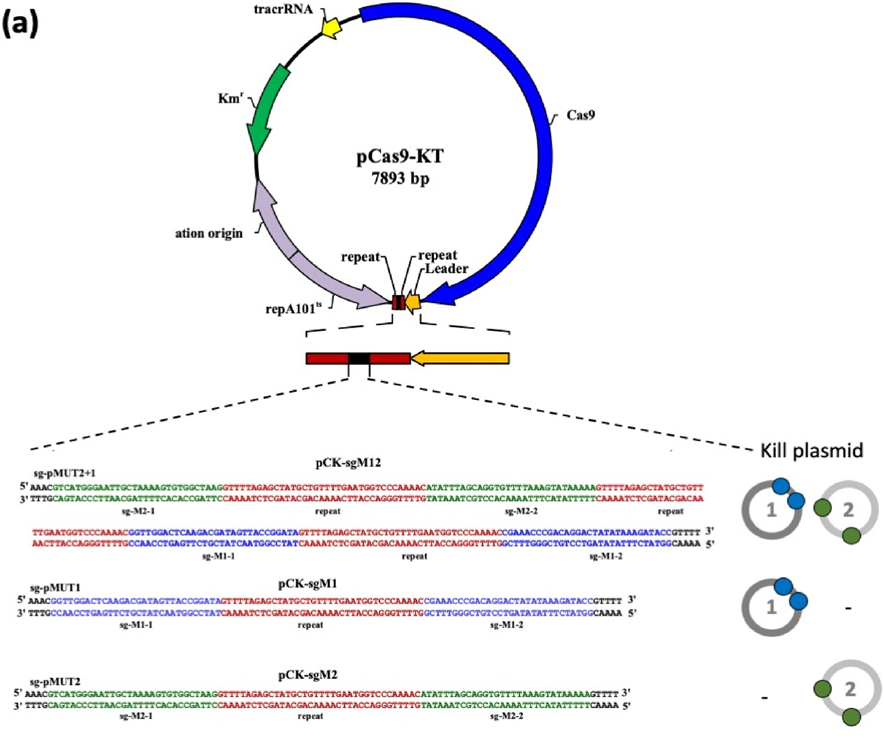 文献分享 | CRISPR/Cas9:一种消除野生大肠杆菌Nissle 1917中两个隐性质粒的方法