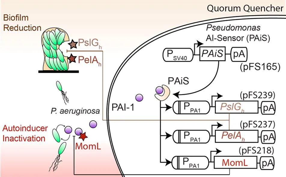 文献分享—— Quorum-Quenching Human Designer Cells for Closed-Loop