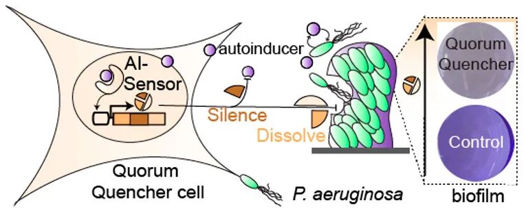 文献分享—— Quorum-Quenching Human Designer Cells for Closed-Loop