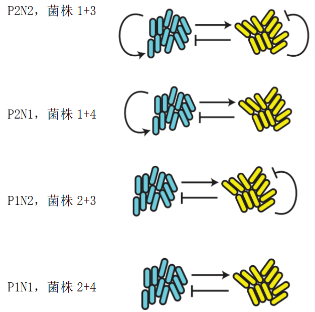 文献分享——Emergent genetic oscillations in a synthetic microbial