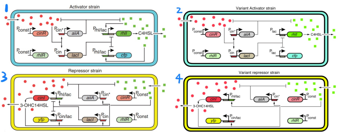 文献分享——Emergent genetic oscillations in a synthetic microbial