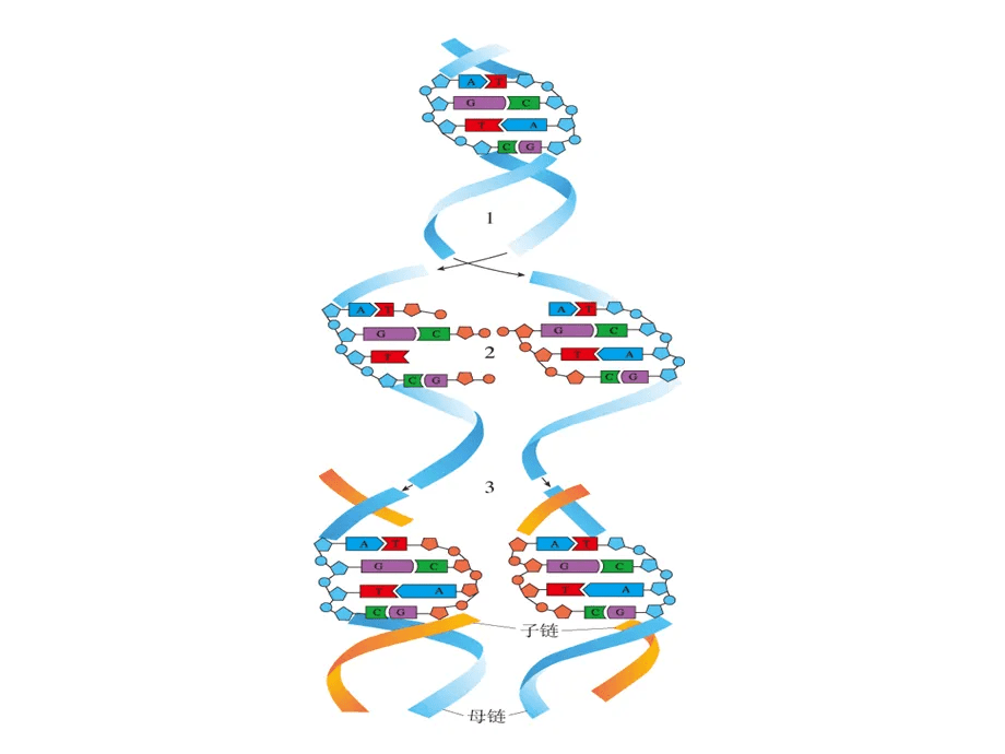 ASOB澳大利亚生物奥赛须知！一举多得提升申请背景！