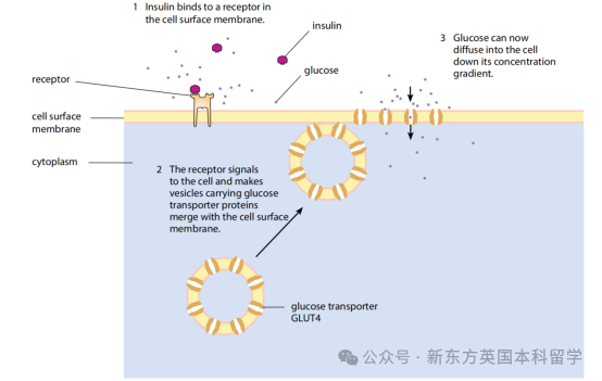 离大谱！A-Level生物考试惊现批量化学知识点，后续应如何针对性备考？