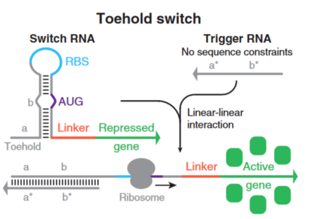 iGEM文献分享——Toehold Switches