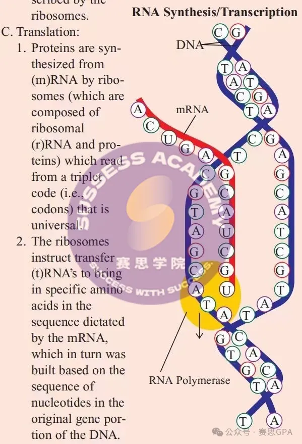 IGCSE生物：选课时有多吃香，考试时就有多崩溃!