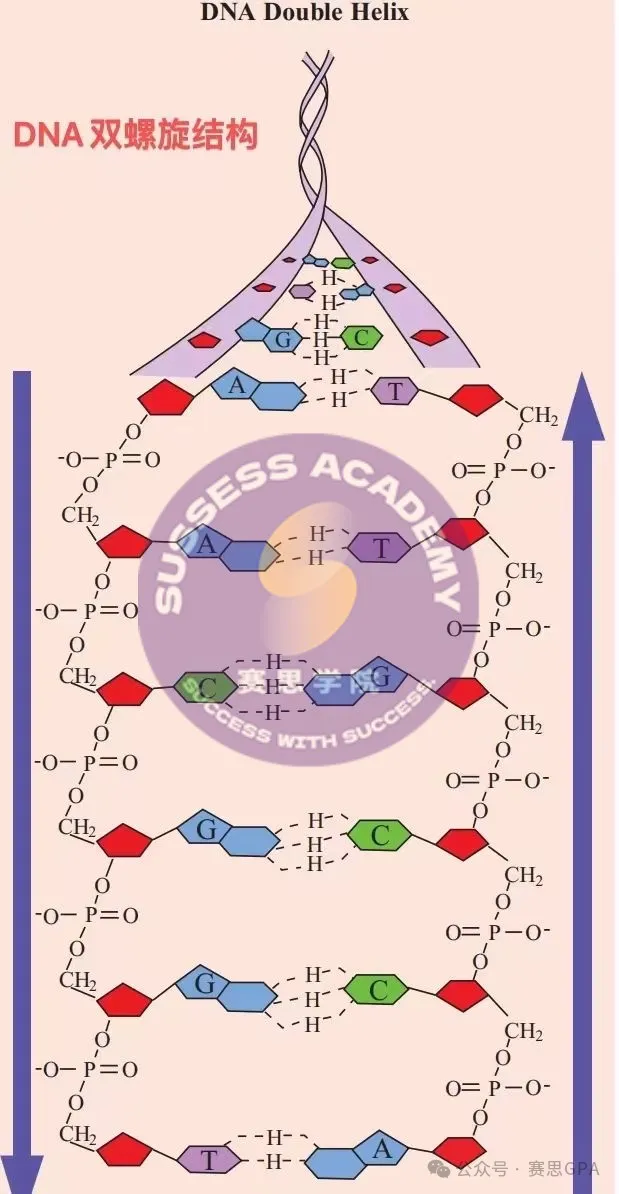 IGCSE生物：选课时有多吃香，考试时就有多崩溃!