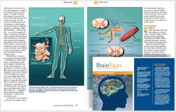 BrainBee含金量高吗？几年级可以参加Brainbee竞赛？