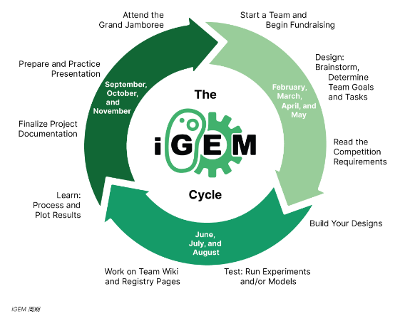 iGEM的知识构成如何？参赛优势大吗？附iGEM备考建议